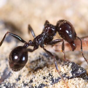 Pest Control Ant Elimination