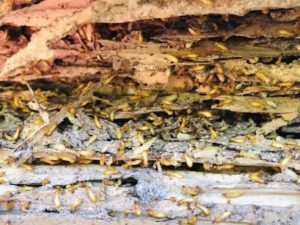 What You Might Not Have Known About Termites Pest Control