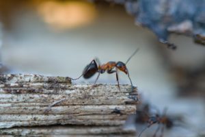 Ants and Termites How to Identify Them