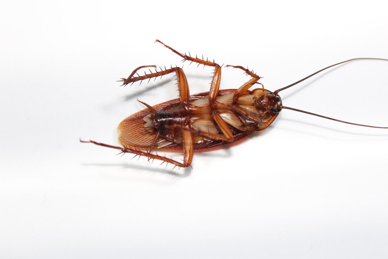 Cockroach: The Most Common Pest in USA
