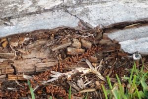 How to Spot a Termite Infestation in Your Home?