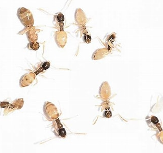 Ghost ants can be a nuisance for Florida Homeowners. Get ghost ant removal.