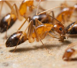 Battling Ghost Ants: Why a Pest Control Company Can Be Your Ultimate ...