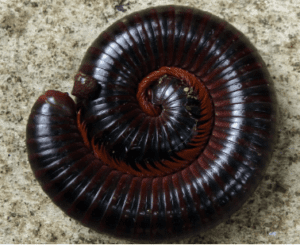 Millipedes can be a nuisance.