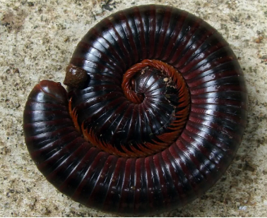 Millipedes can be a nuisance.