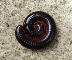southwest florida millipede infestation