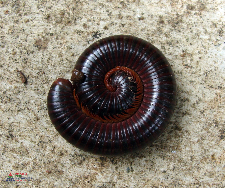 southwest florida millipede infestation