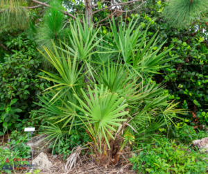 Bugs That Love SWFL Landscaping Plants